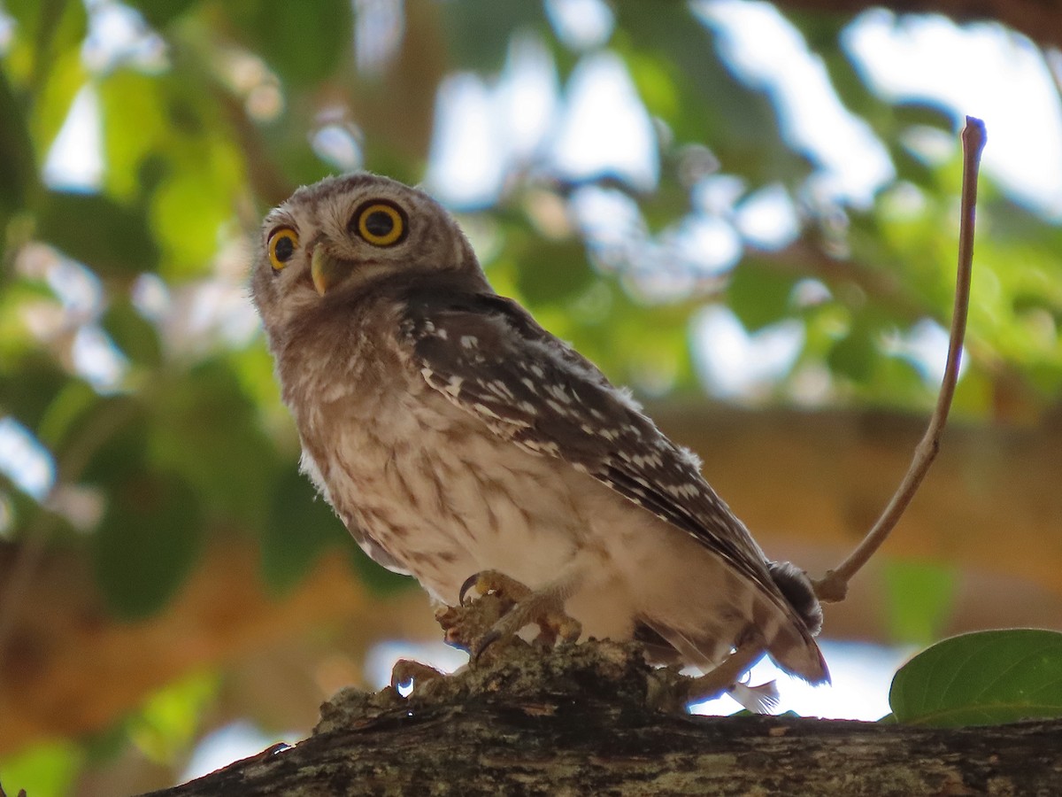 Spotted Owlet - ML617031377