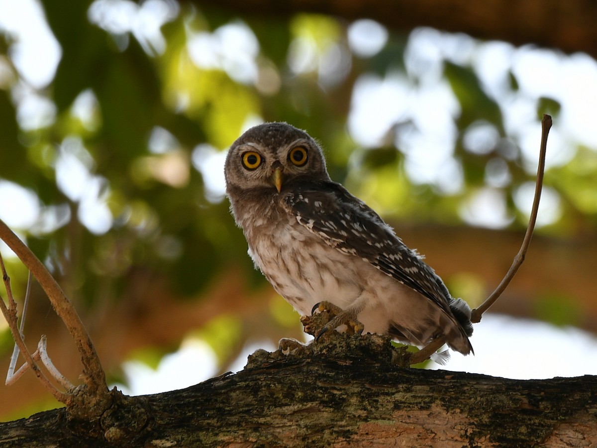 Spotted Owlet - ML617031378