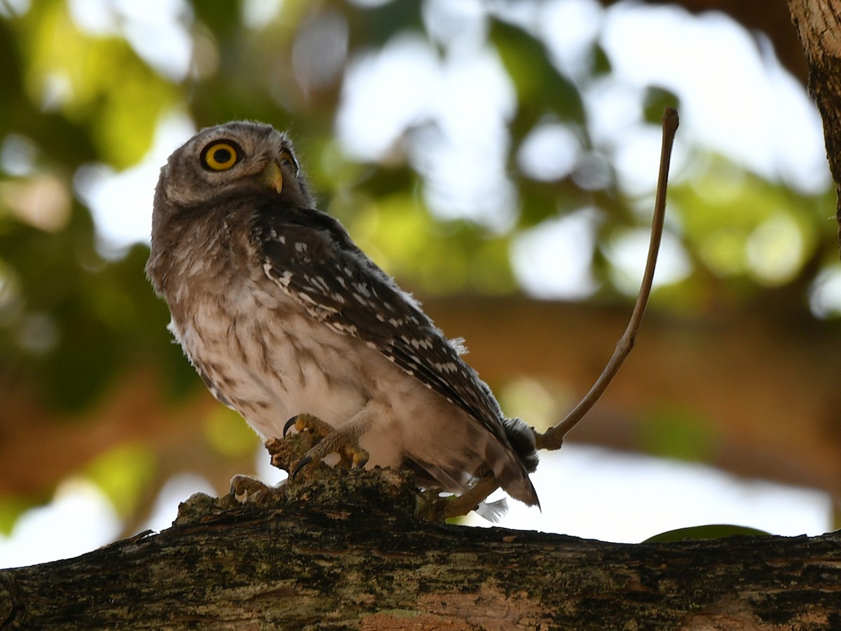 Spotted Owlet - ML617031379