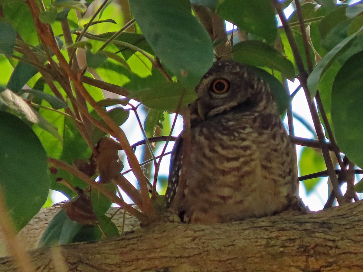 Spotted Owlet - ML617031380