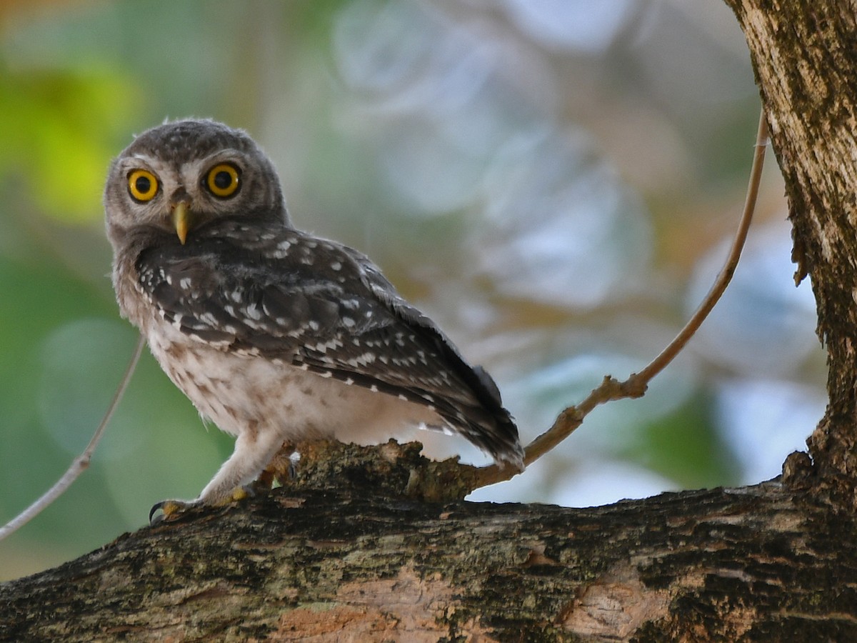 Spotted Owlet - ML617031381