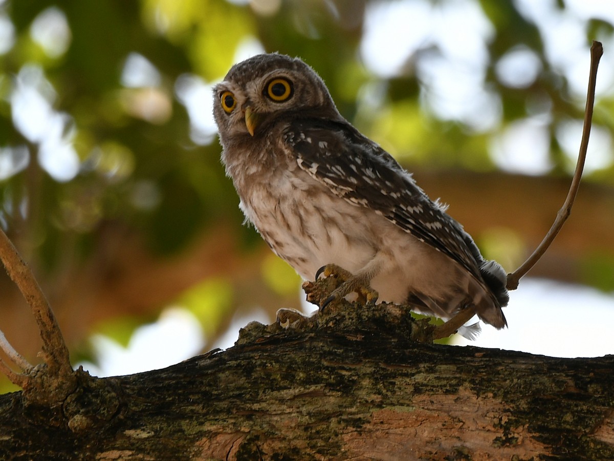 Spotted Owlet - ML617031382