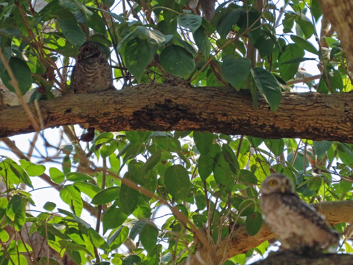 Spotted Owlet - ML617031383