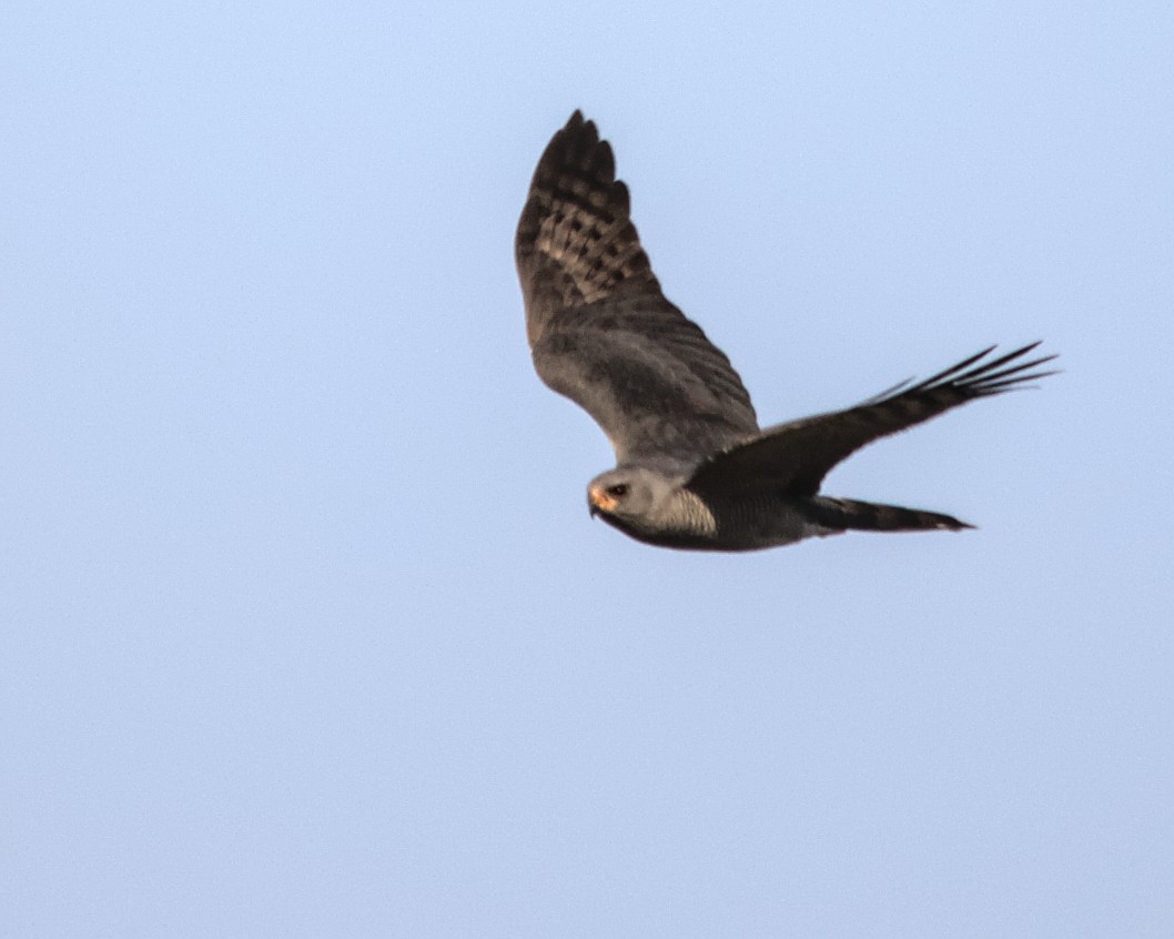 Ovambo Sparrowhawk - Cameron Blair