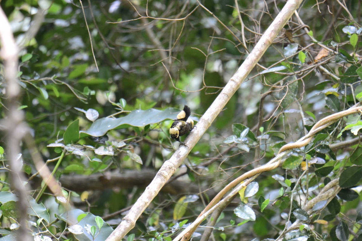 Heart-spotted Woodpecker - Jukree Sisonmak