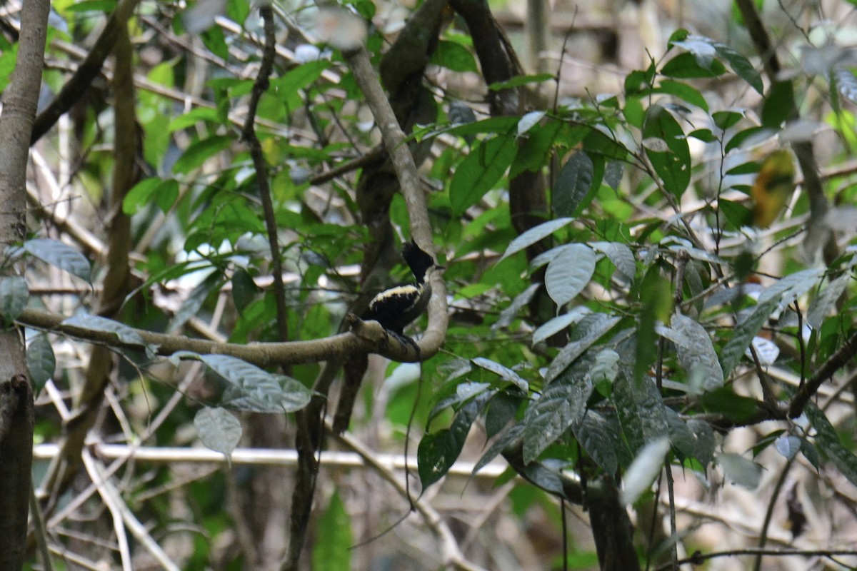 Heart-spotted Woodpecker - ML617031595