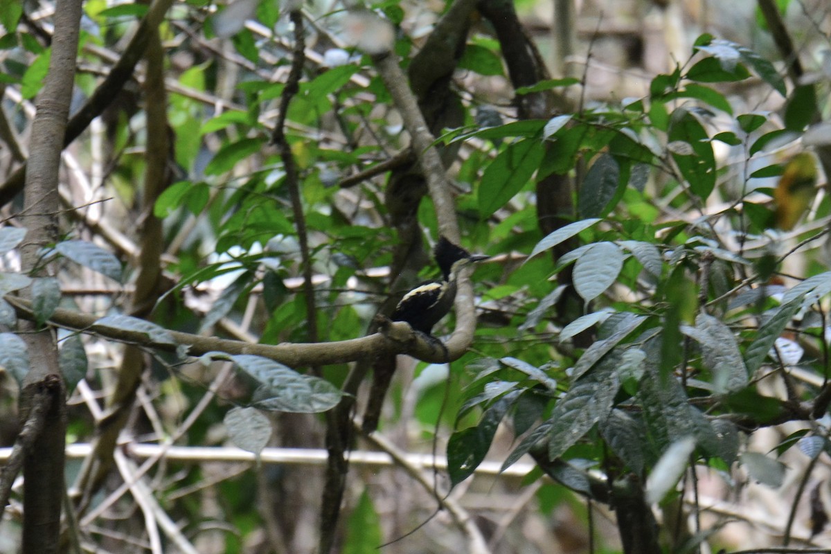 Heart-spotted Woodpecker - ML617031596