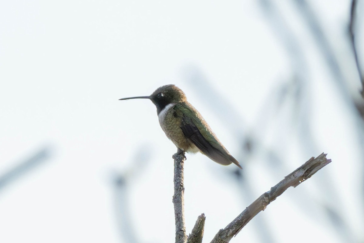 Black-chinned Hummingbird - ML617031692