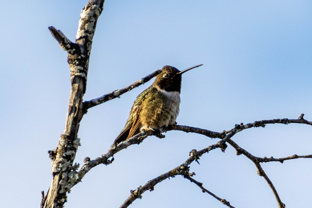 Black-chinned Hummingbird - ML617031693