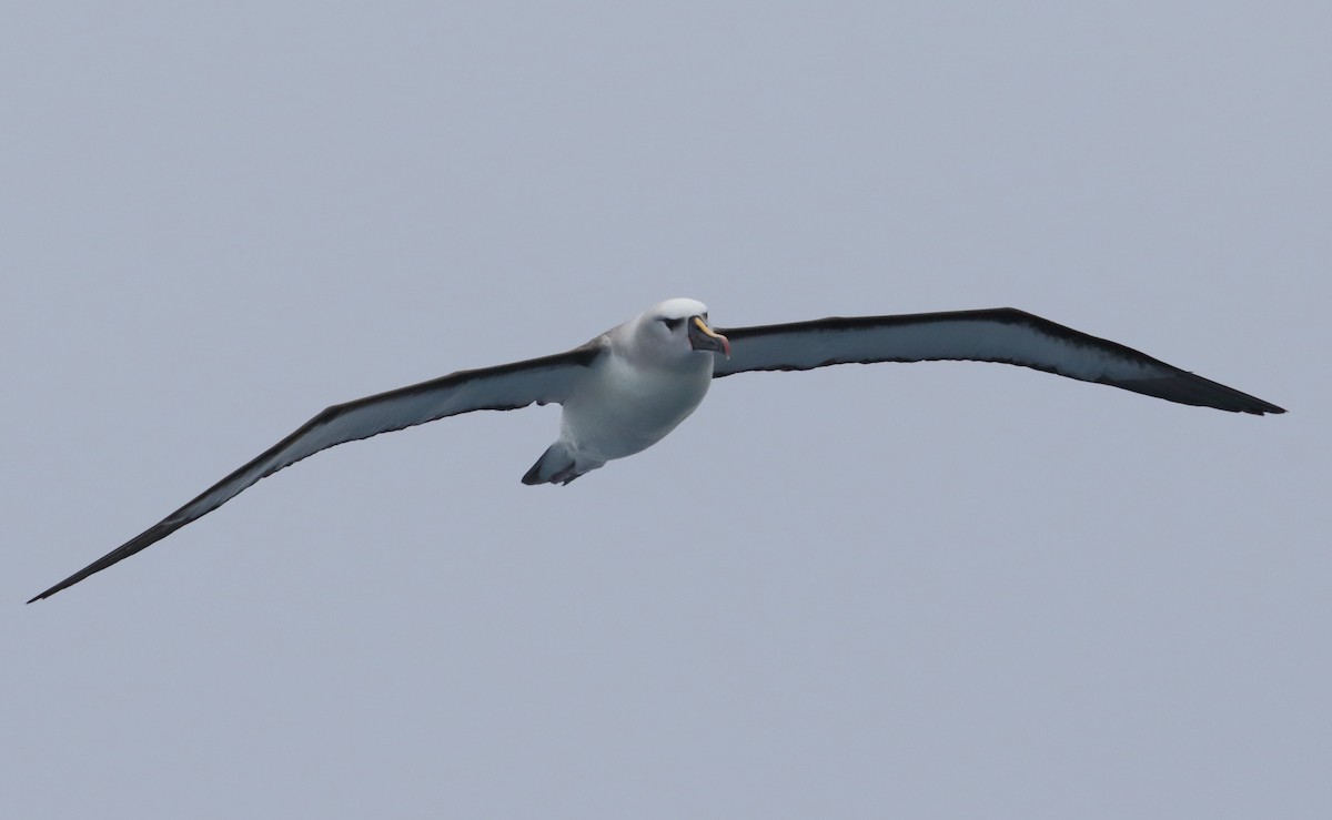 Atlantic Yellow-nosed Albatross - Frank Weihe