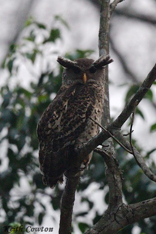 Spot-bellied Eagle-Owl - ML617031901