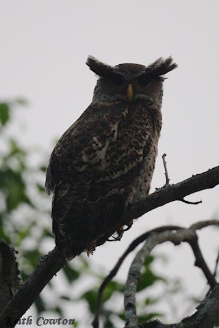 Spot-bellied Eagle-Owl - ML617031902