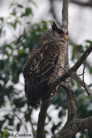 Spot-bellied Eagle-Owl - ML617031903