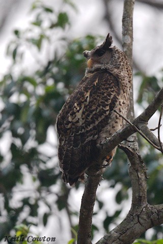 Spot-bellied Eagle-Owl - Keith Cowton