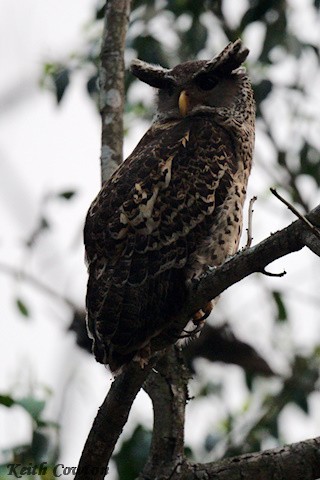 Spot-bellied Eagle-Owl - Keith Cowton
