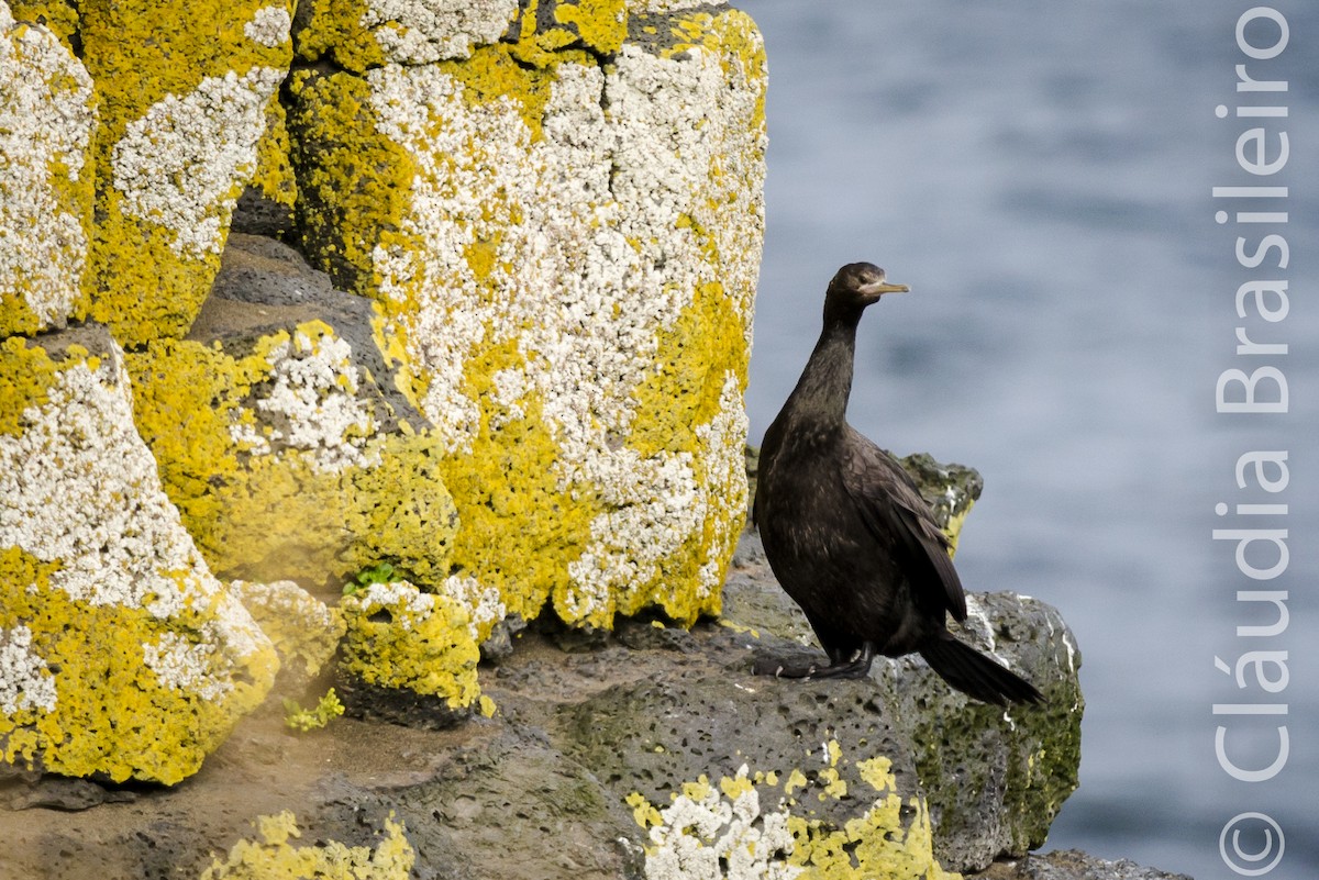 Red-faced Cormorant - ML61703191