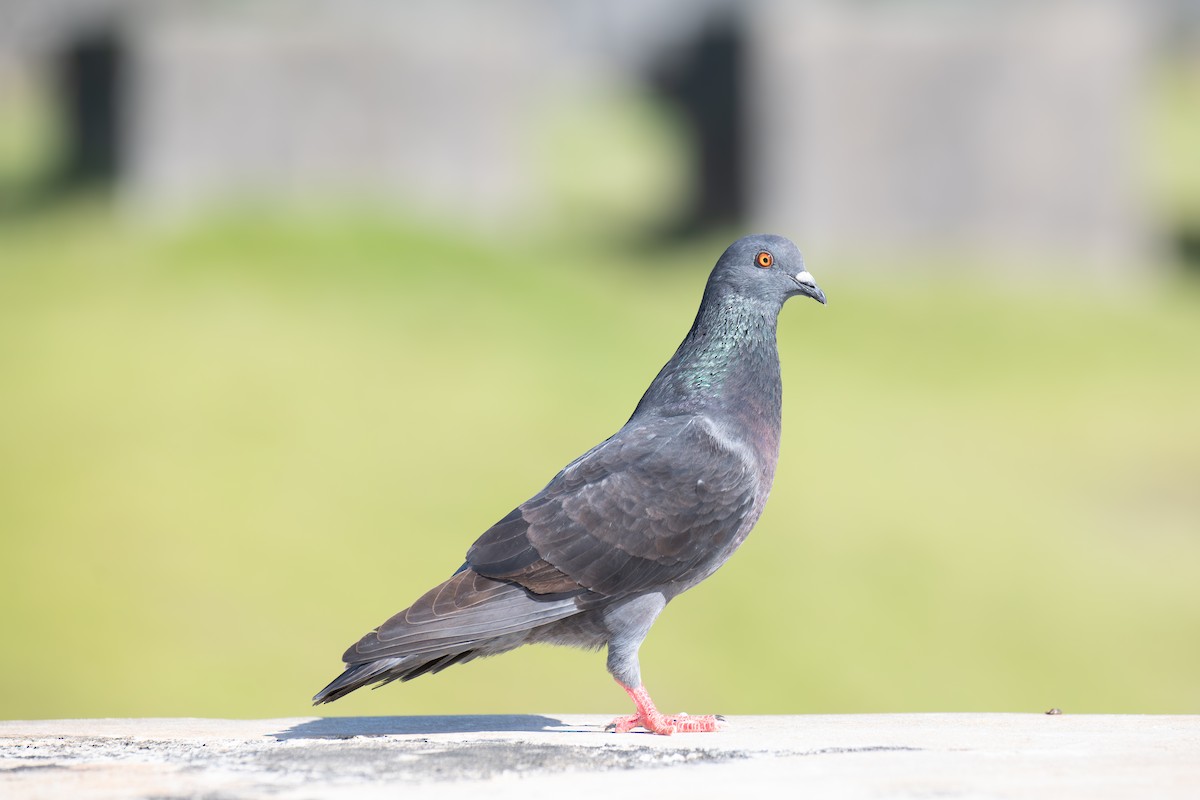 Rock Pigeon (Feral Pigeon) - ML617031971