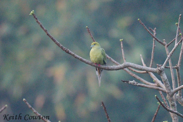 Pin-tailed Green-Pigeon - Keith Cowton
