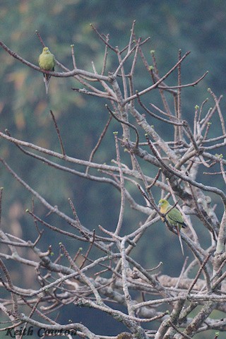 Pin-tailed Green-Pigeon - ML617032043
