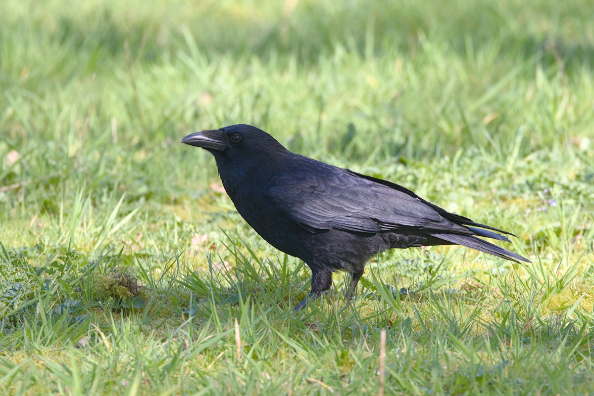 Carrion Crow - Severin Uebbing