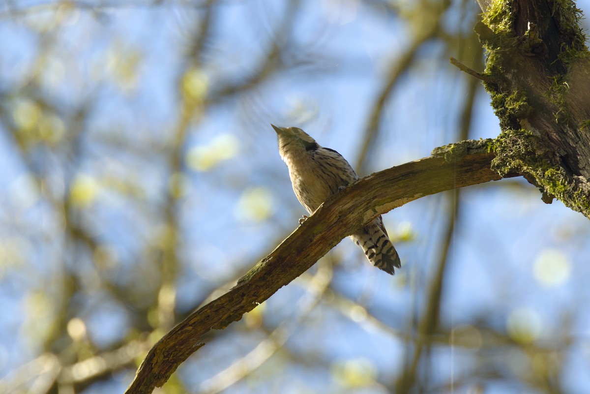 Lesser Spotted Woodpecker - ML617032091