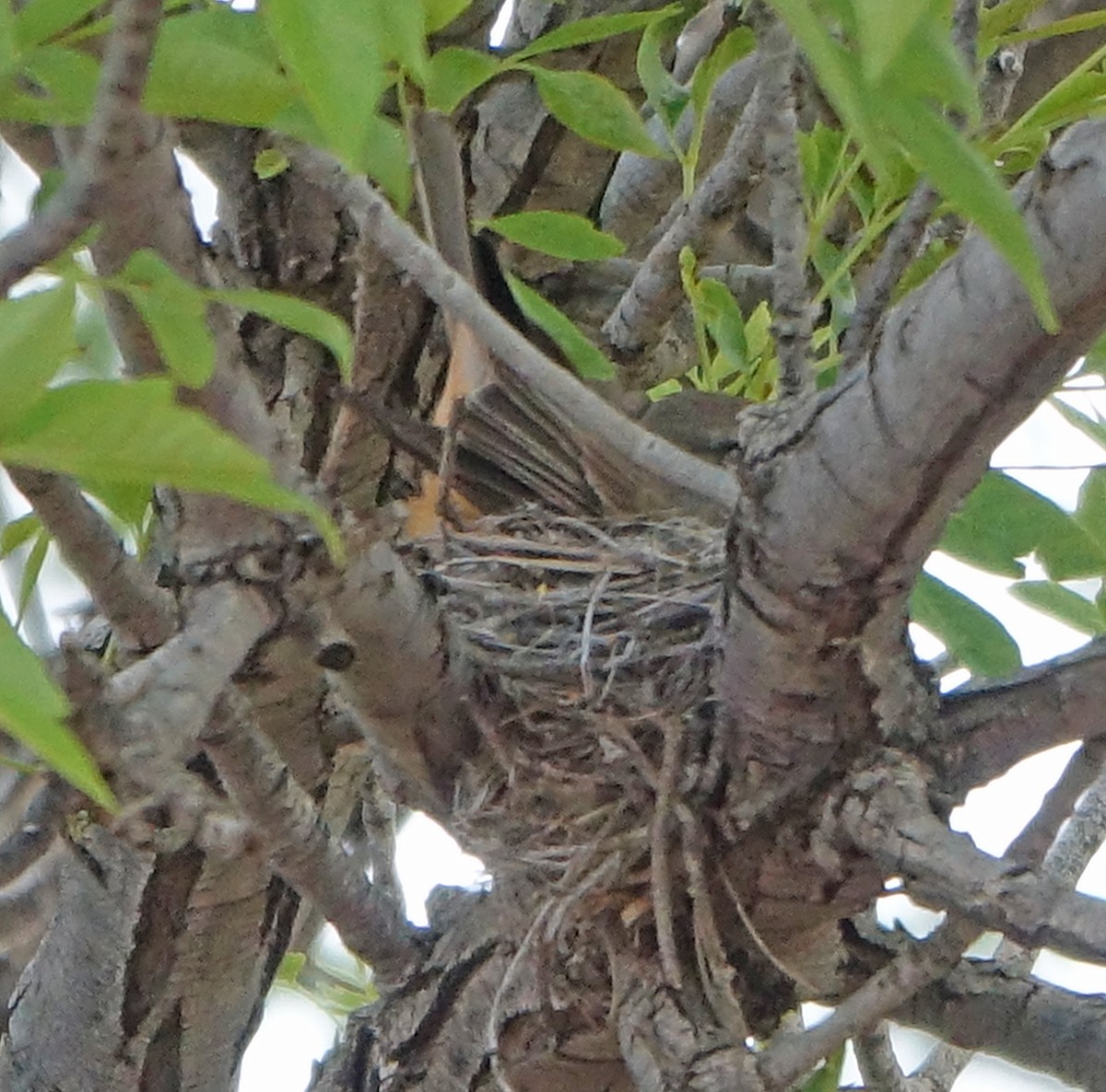 Texas eBird Checklist 7 Apr 2024 Johnson Ponds area, Alpine 24