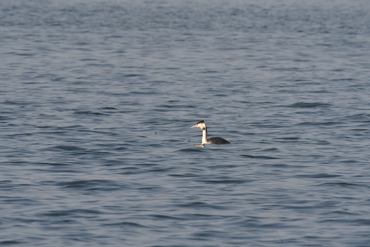 Great Crested Grebe - ML617032455