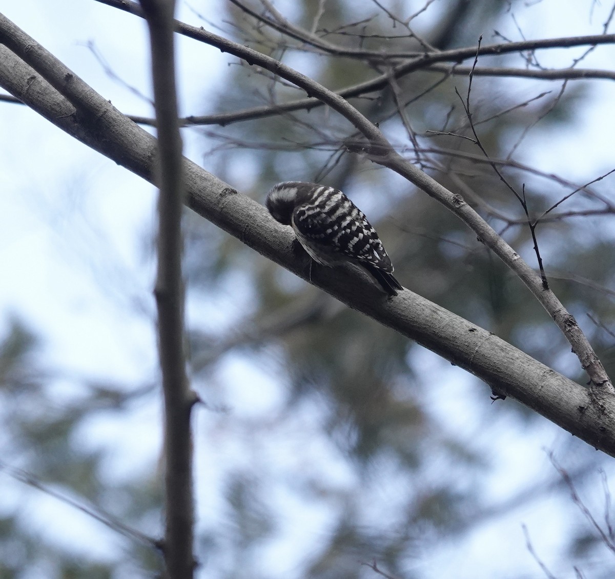 Japanese Pygmy Woodpecker - ML617032597