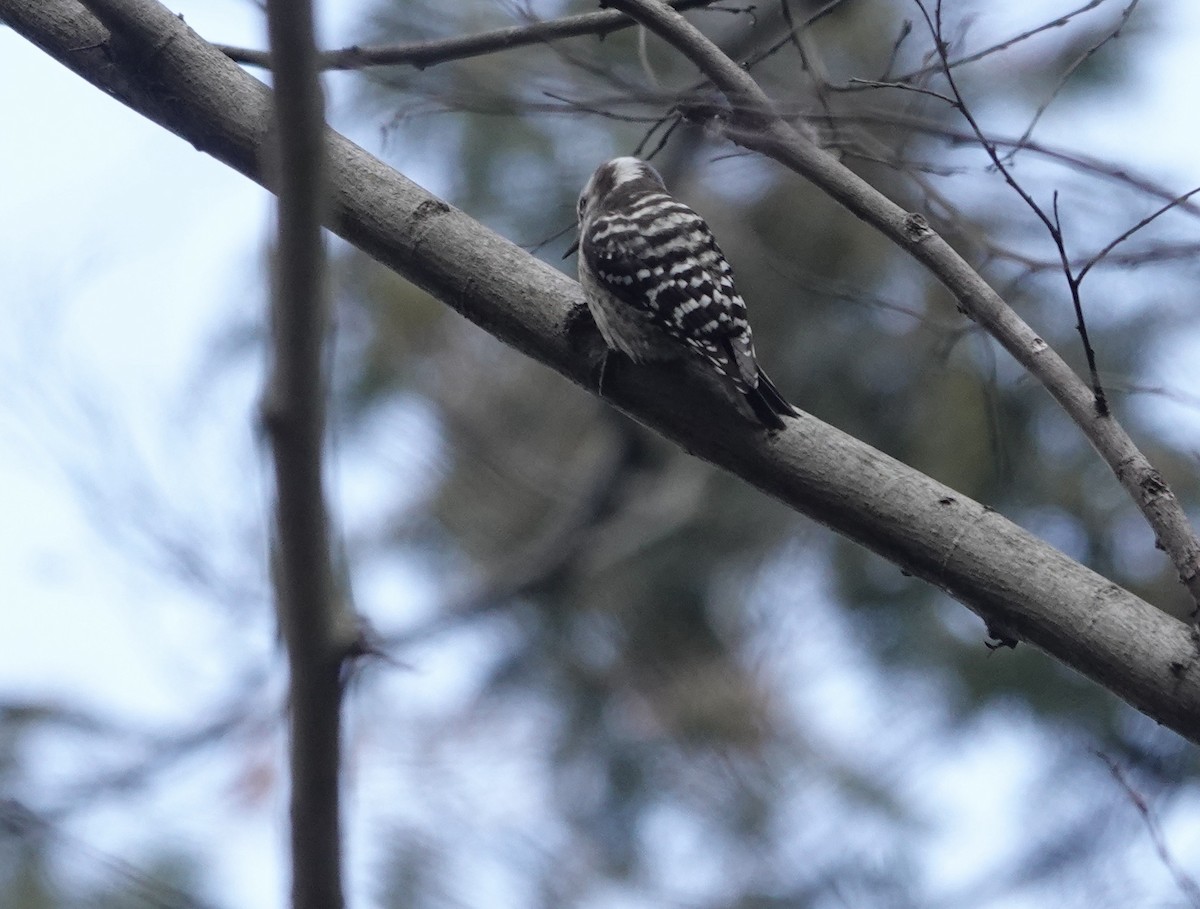 Japanese Pygmy Woodpecker - ML617032598