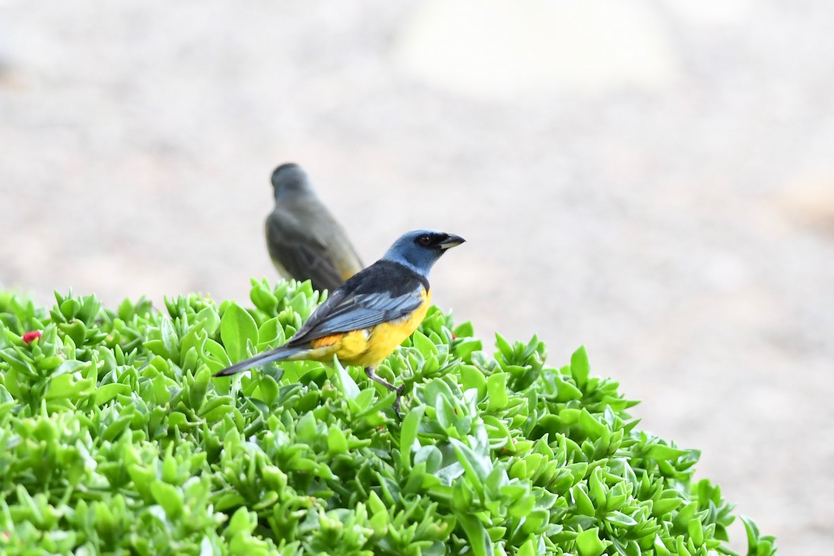 Blue-and-yellow Tanager - ML617032747