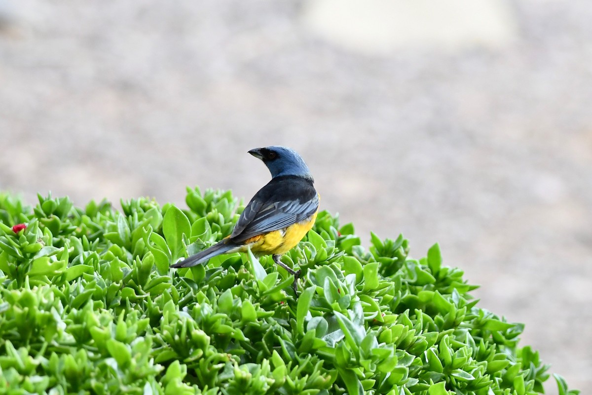 Blue-and-yellow Tanager - ML617032750