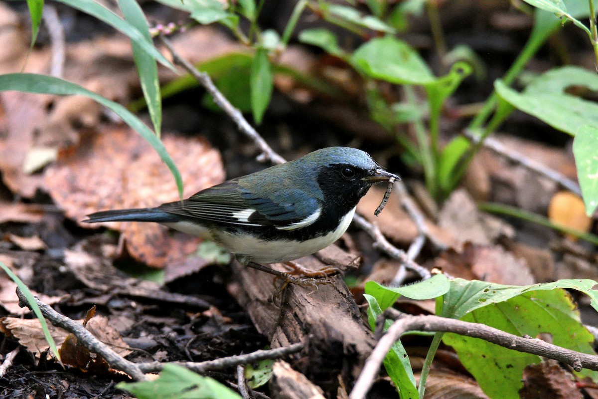 Black-throated Blue Warbler - ML61703281