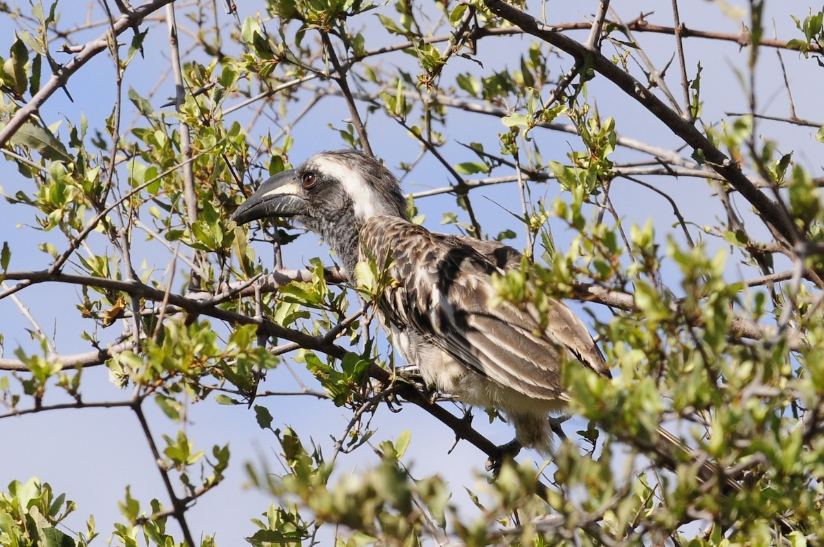 African Gray Hornbill - ML617032818