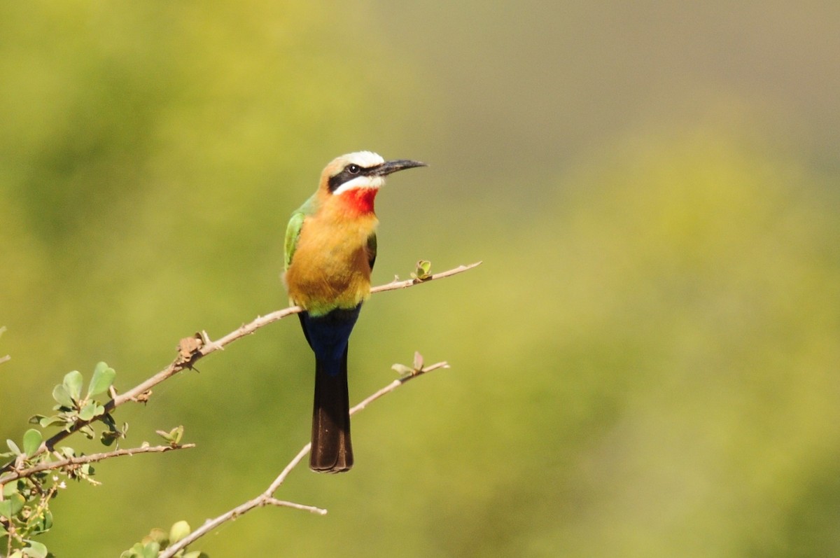 White-fronted Bee-eater - ML617032882