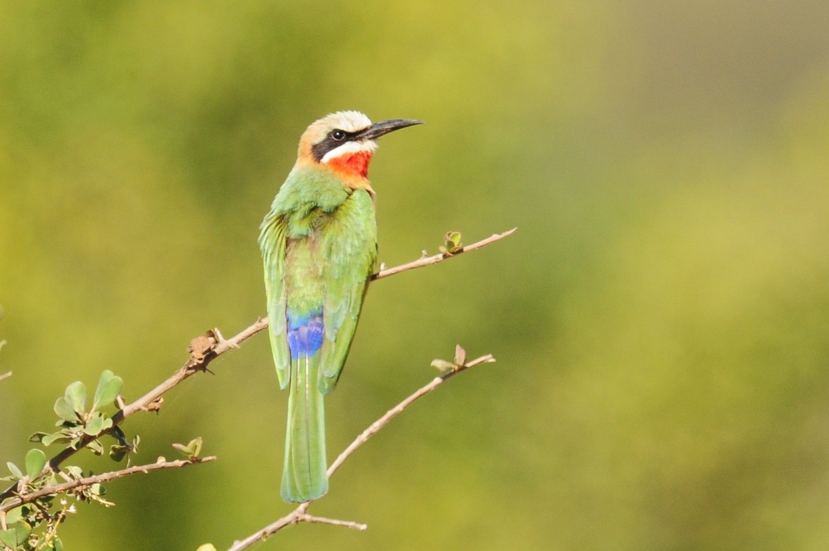 White-fronted Bee-eater - ML617032883