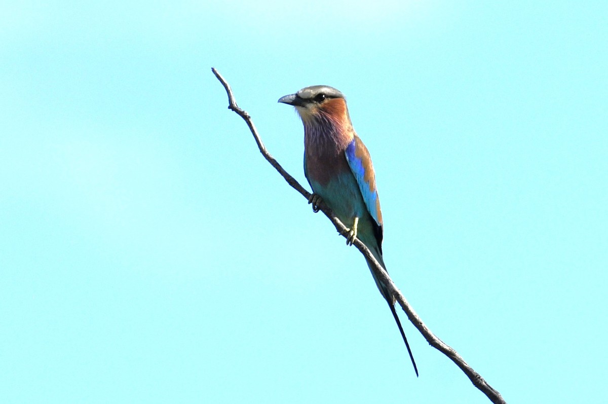 Lilac-breasted Roller - ML617032896