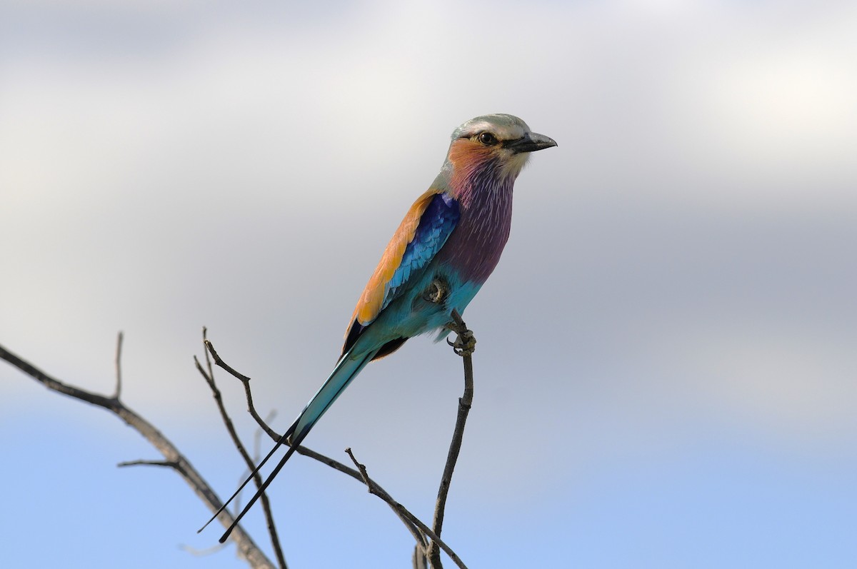 Lilac-breasted Roller - ML617032897