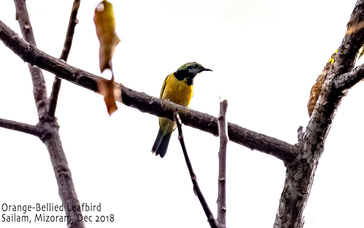 Orange-bellied Leafbird - Amitava Dutta