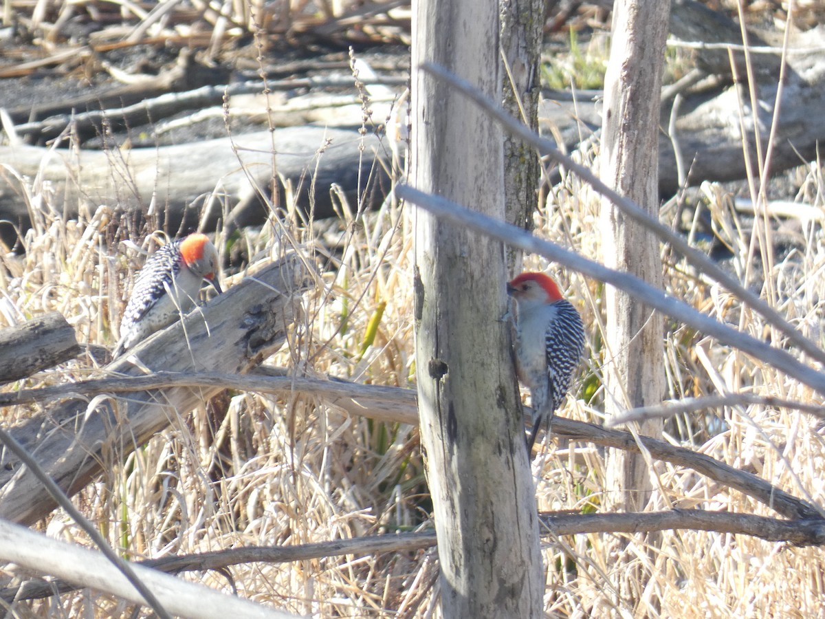 Red-bellied Woodpecker - ML617032922
