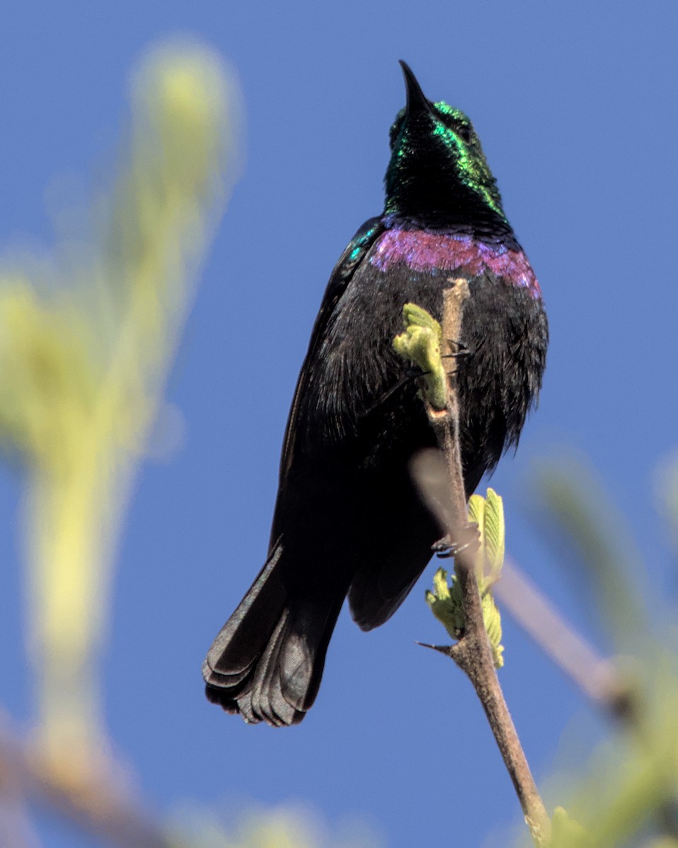 Purple-banded Sunbird - ML617033072