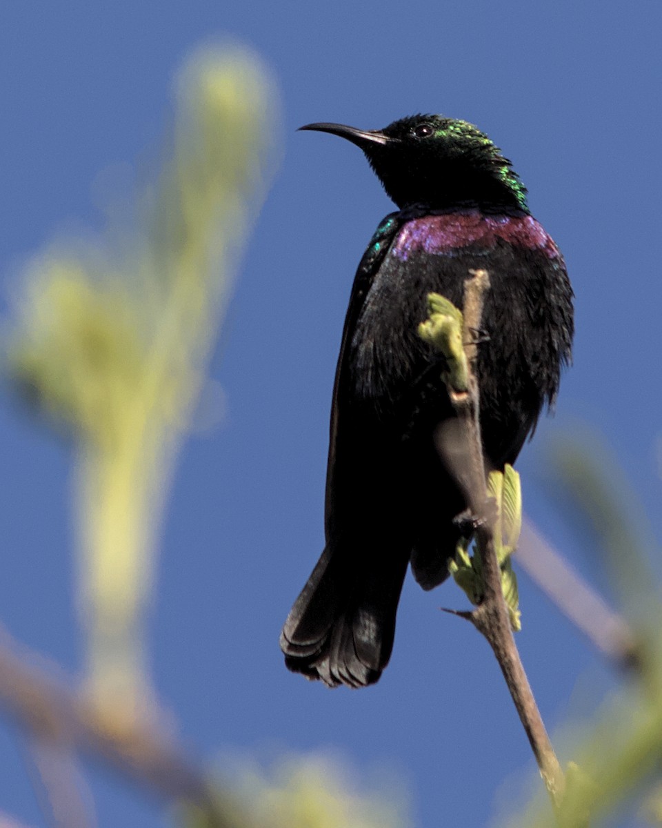 Purple-banded Sunbird - Cameron Blair