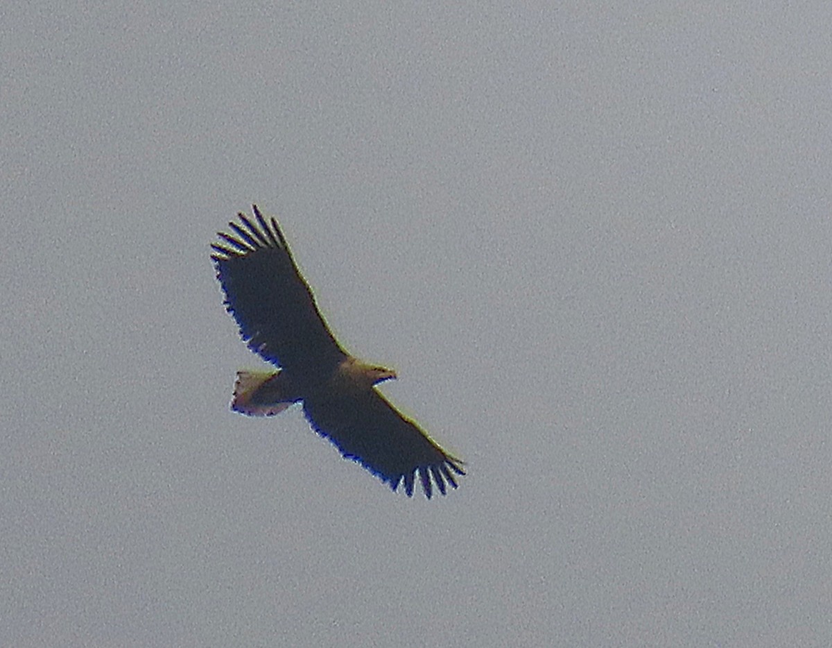 White-tailed Eagle - משה נאמן