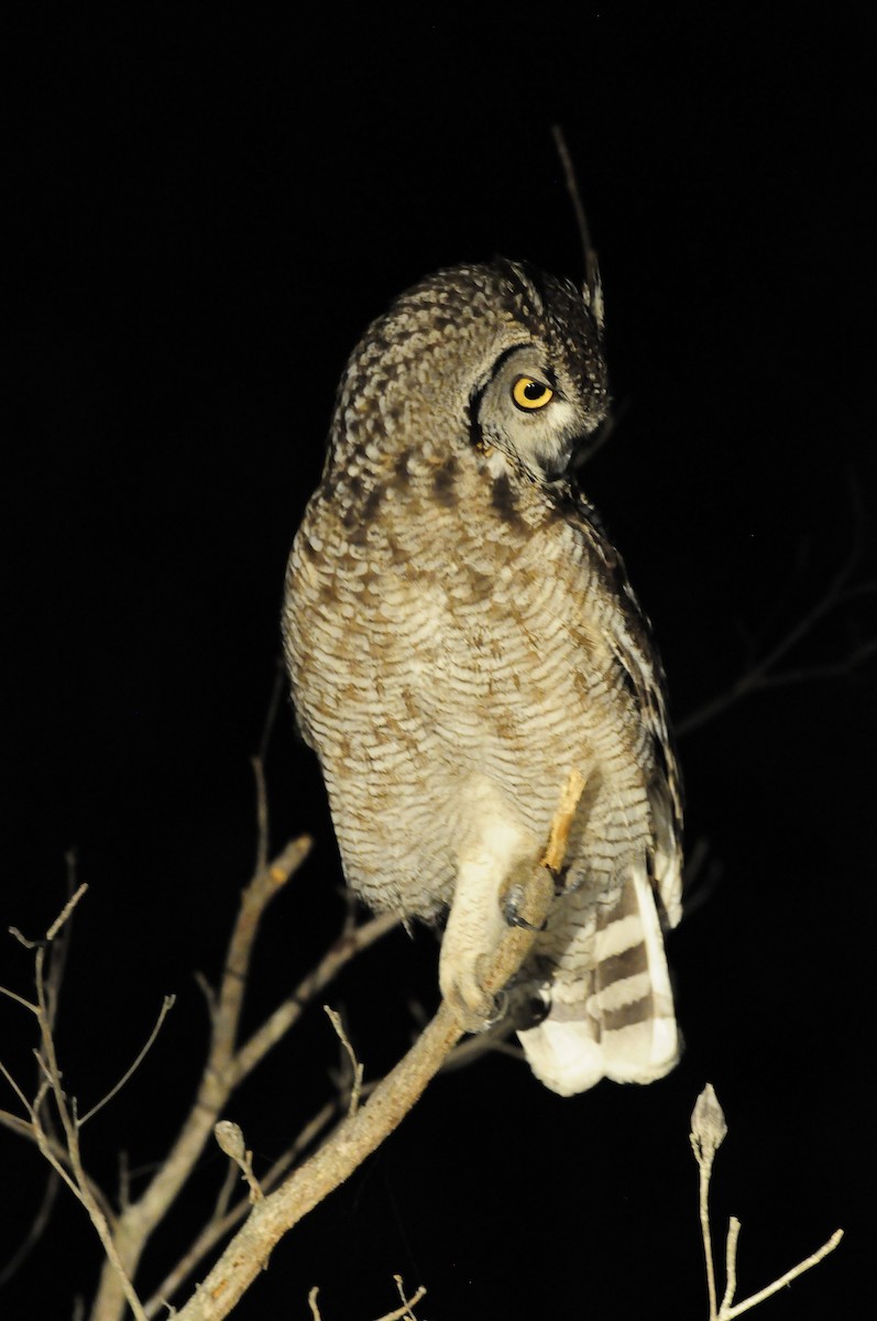 Spotted Eagle-Owl - Daniel Bailey
