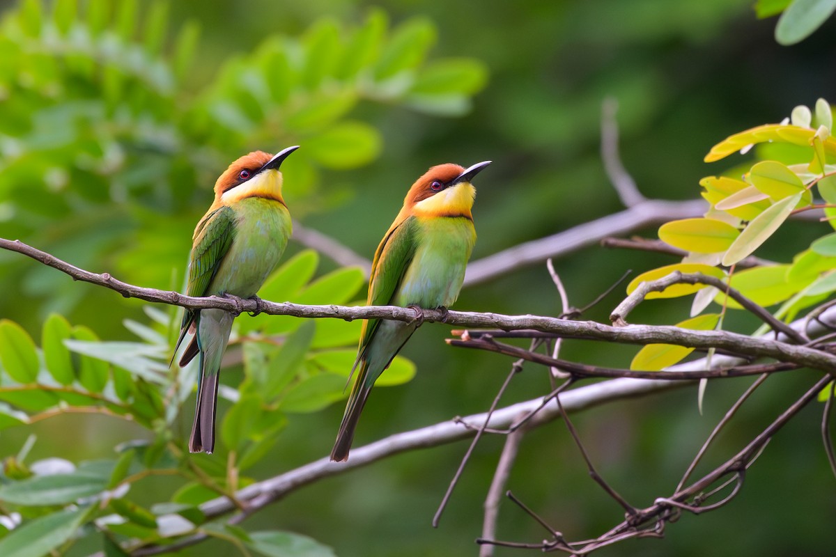 ML617033220 - Chestnut-headed Bee-eater - Macaulay Library