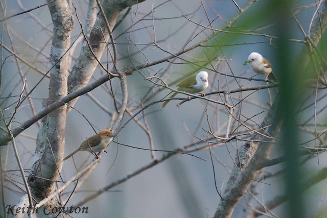 White-hooded Babbler - Keith Cowton
