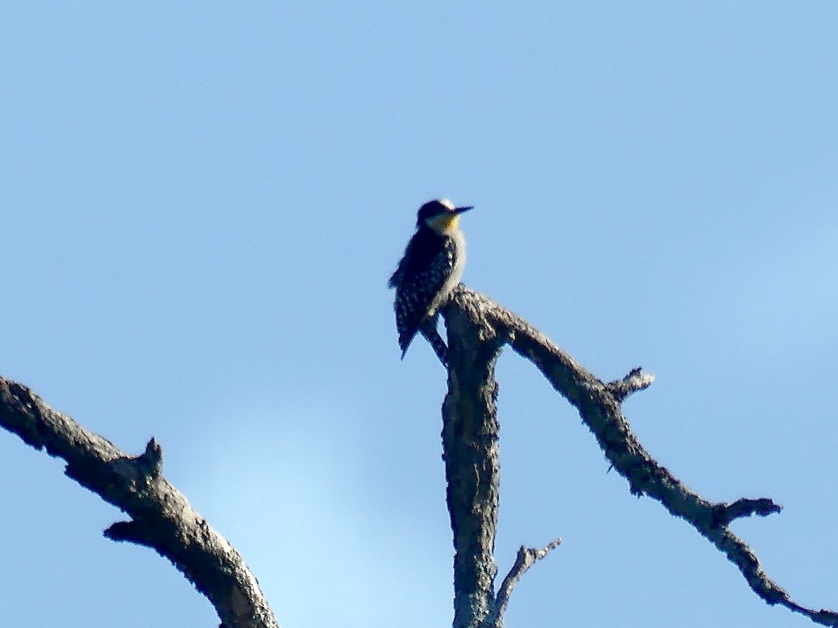 White-fronted Woodpecker - ML617033357