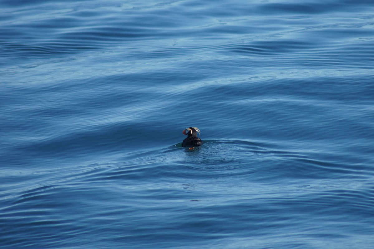 Tufted Puffin - ML617033376