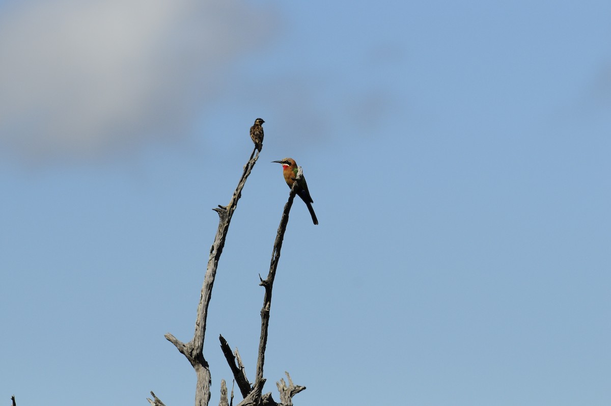 Pin-tailed Whydah - ML617033381