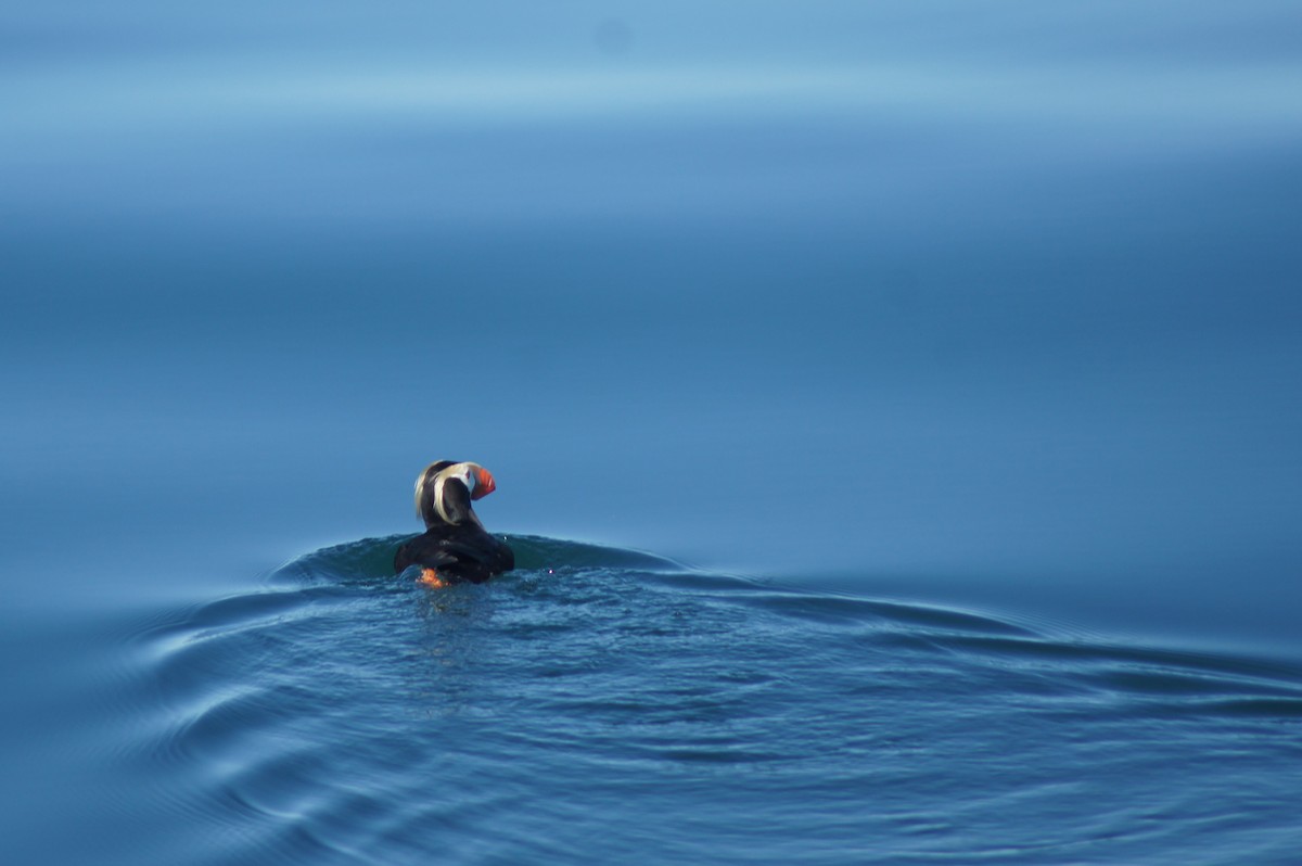 Tufted Puffin - ML617033554