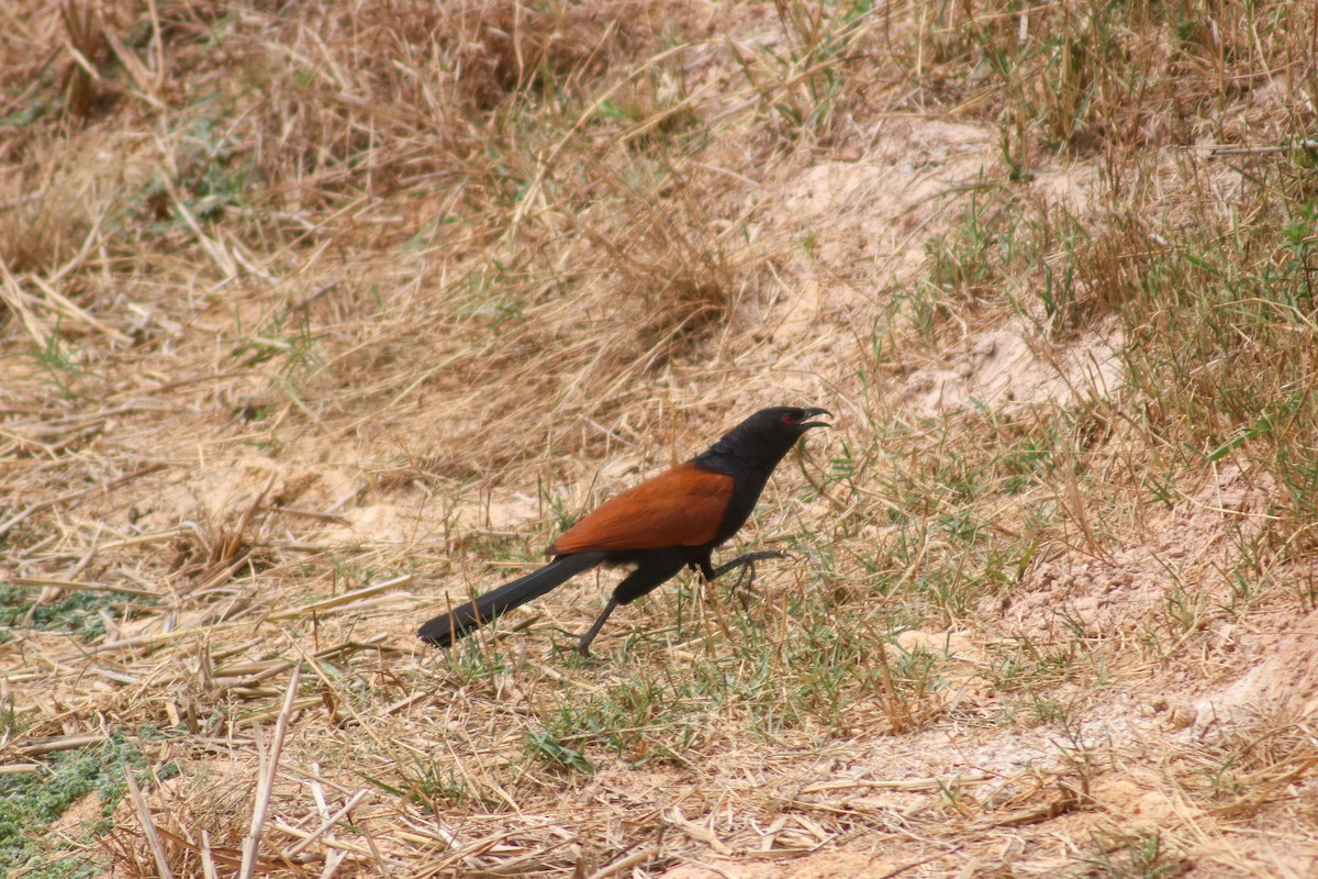 Greater Coucal (Greater) - ML617033576